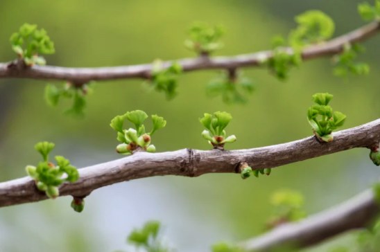 Young green buds on branches